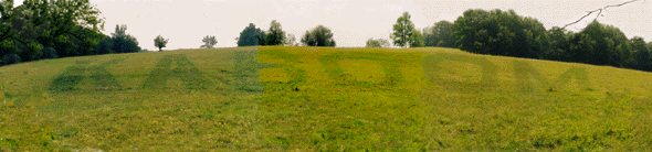 Photograph of Installation Before the Cows Ate It